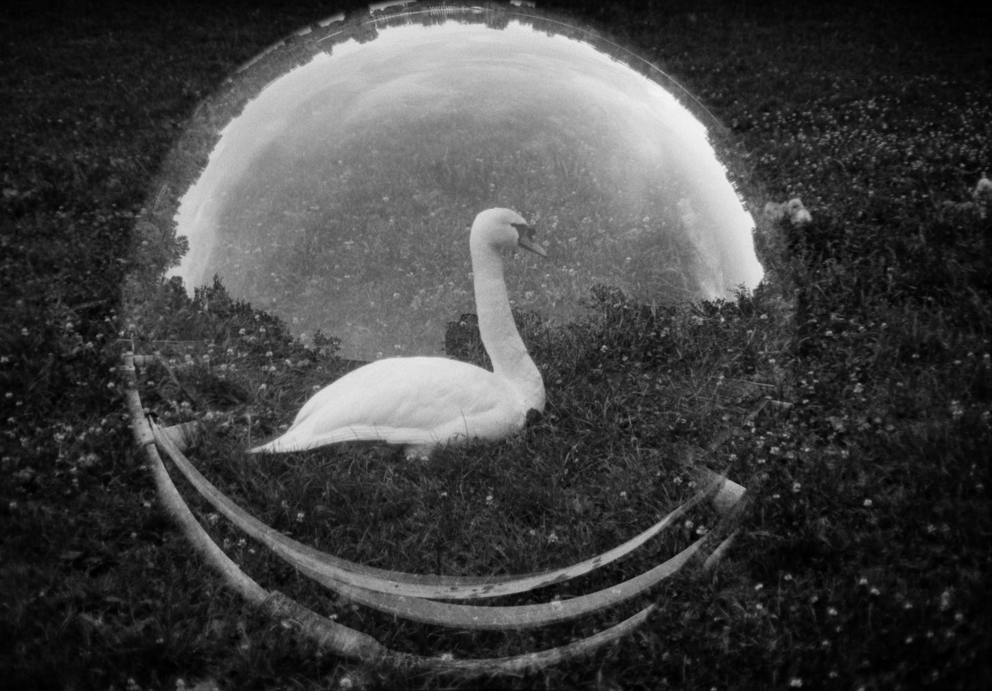 Swan (alive)